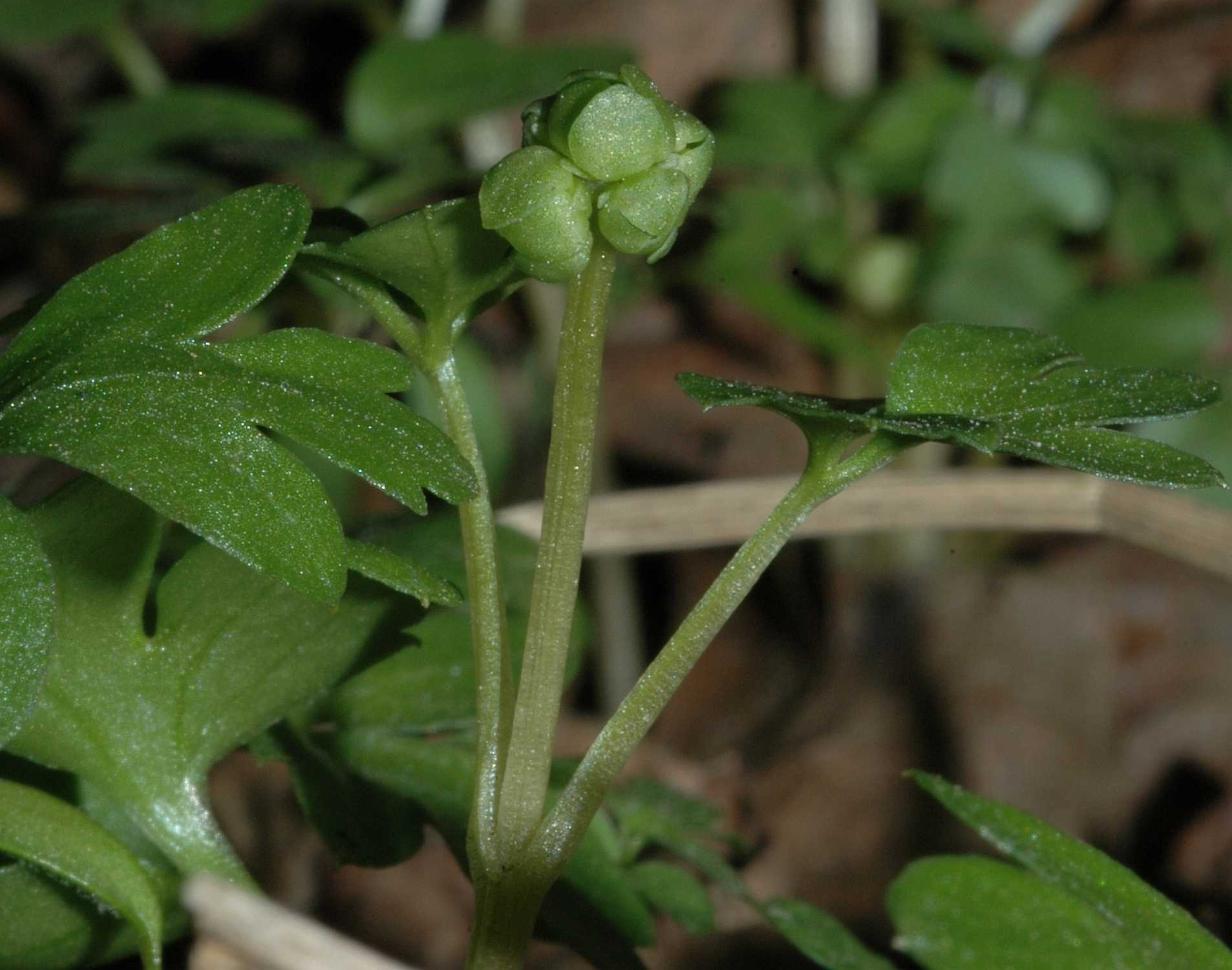 Adoxaceae Adoxa moschatellina
