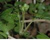 image of Adoxa moschatellina