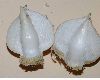 image of Allium karataviense