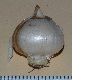 image of Allium karataviense