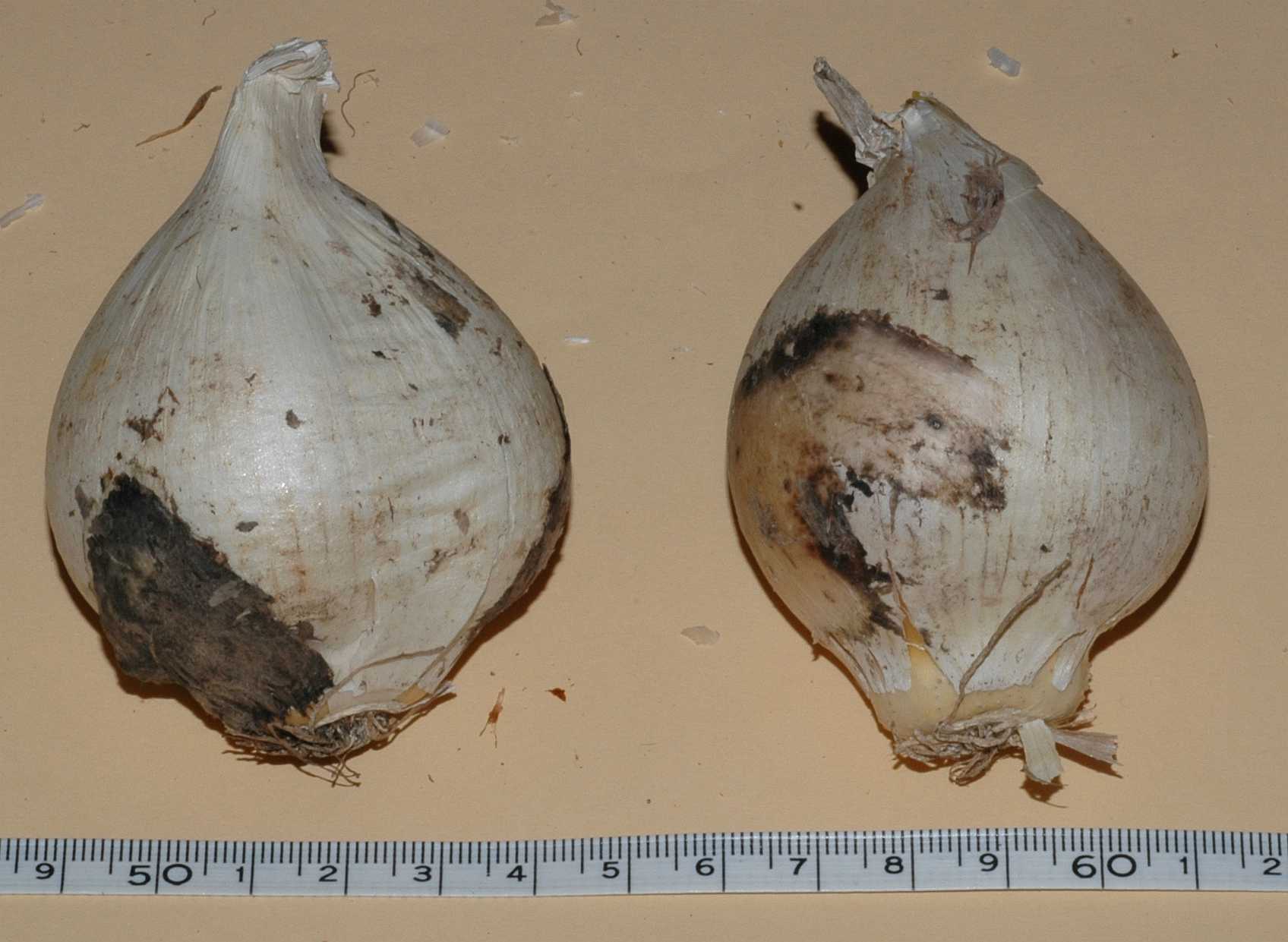 Amaryllidaceae Allium schubertii
