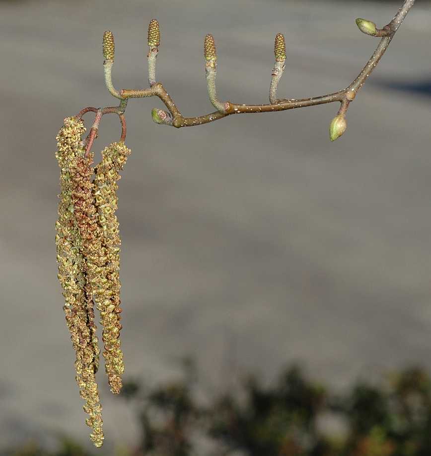 Betulaceae Alnus cordata