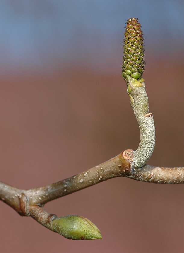 Betulaceae Alnus cordata