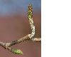 image of Alnus cordata