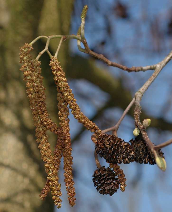 Betulaceae Alnus cordata