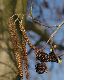 image of Alnus cordata