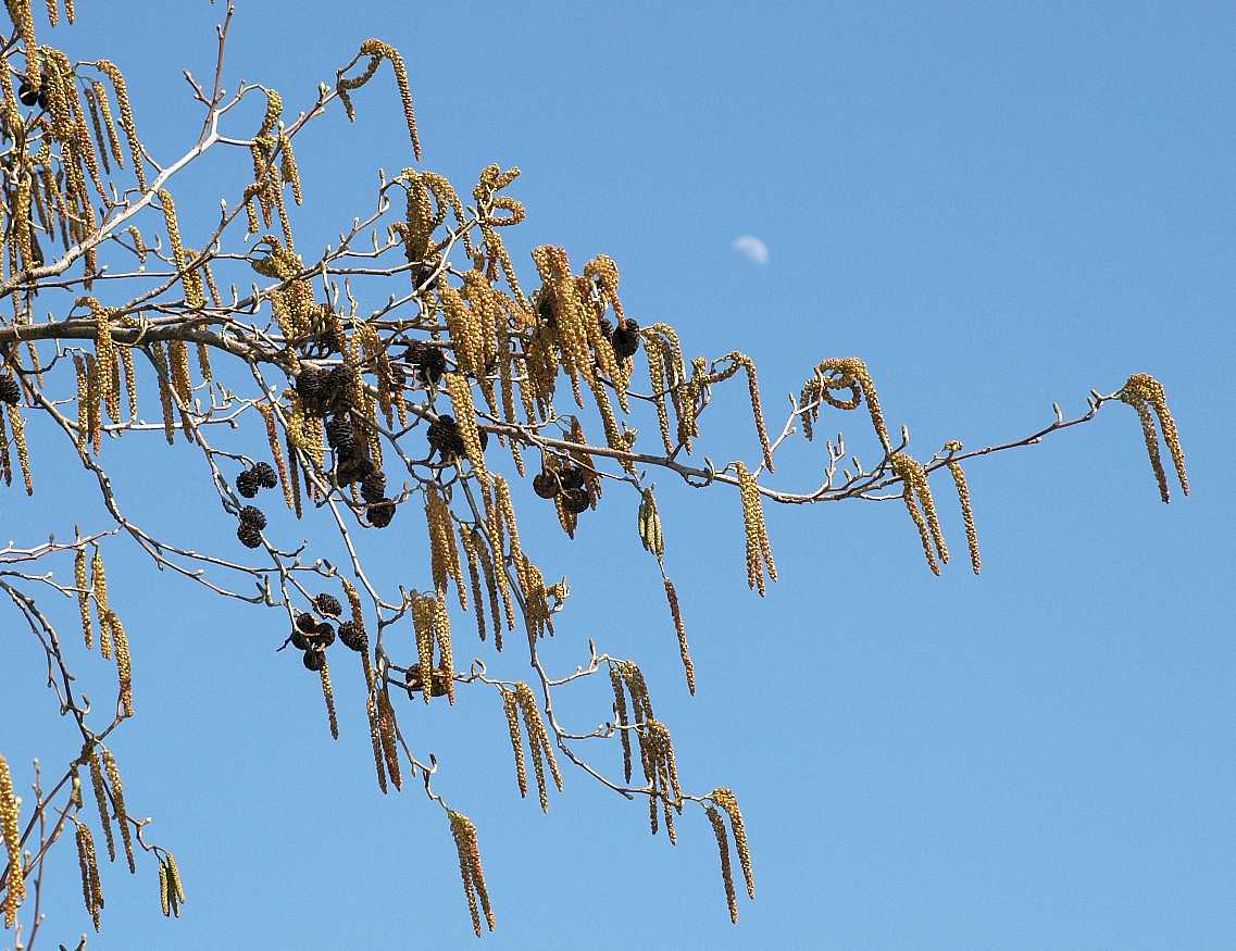 Betulaceae Alnus cordata