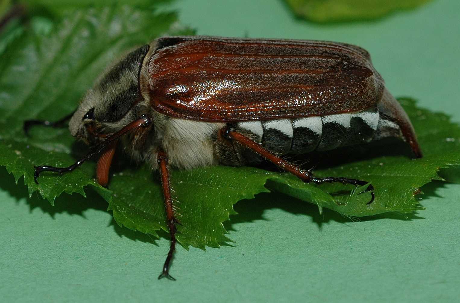  Melolontha melolontha