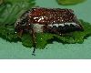 image of Melolontha melolontha