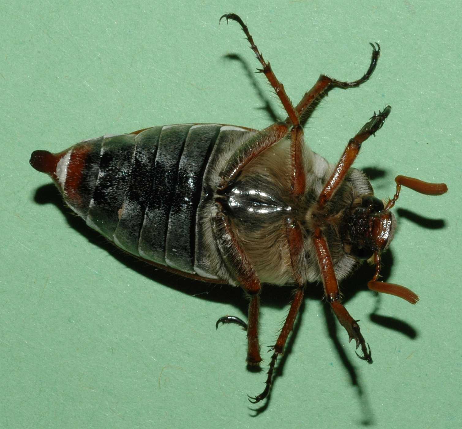  Melolontha melolontha