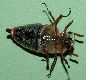 image of Melolontha melolontha