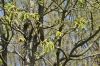 image of Quercus macranthera