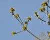 image of Quercus macranthera