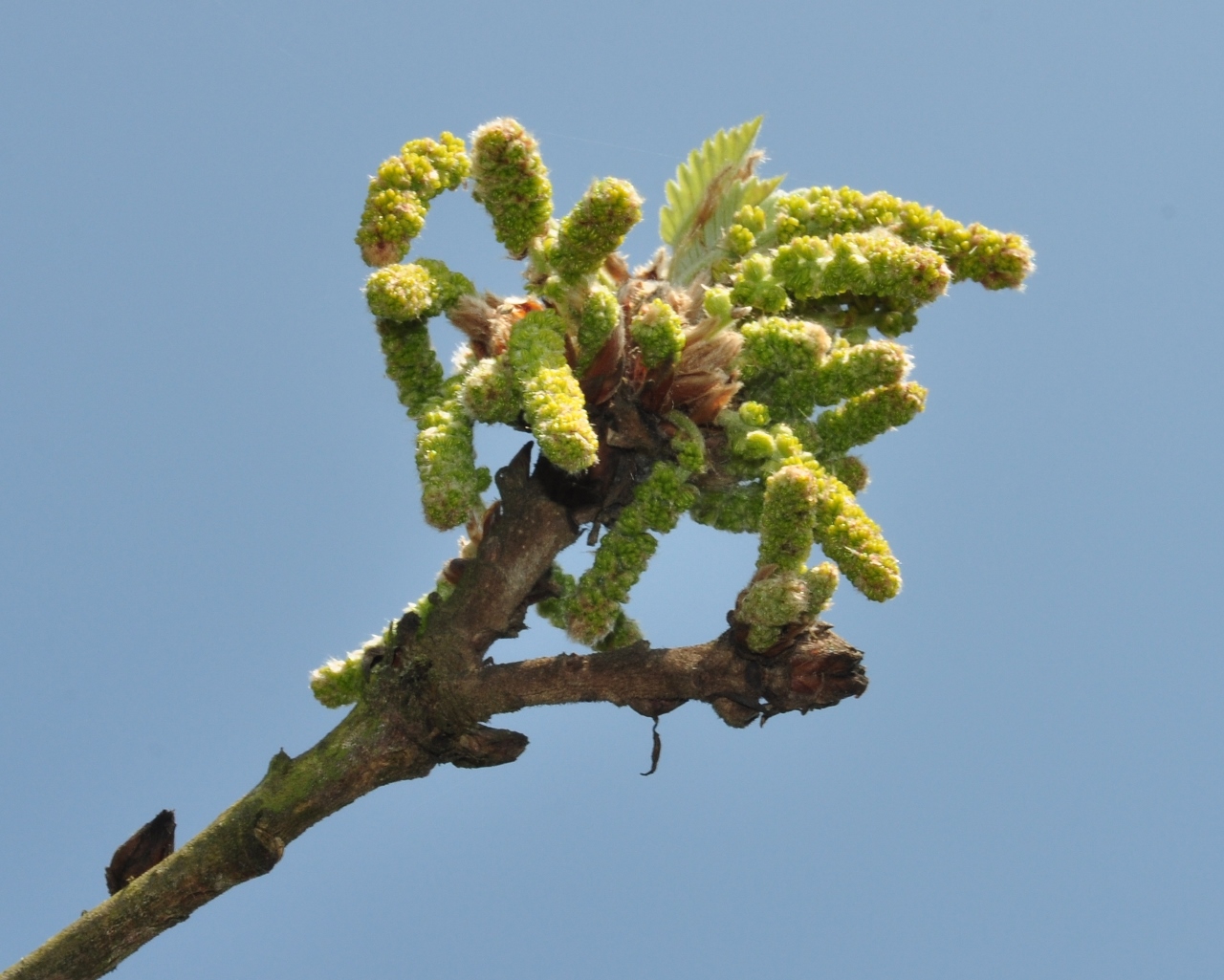 Fagaceae Quercus macranthera
