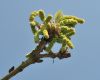image of Quercus macranthera