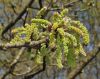 image of Quercus macranthera
