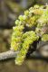 image of Quercus macranthera