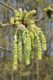 image of Quercus macranthera