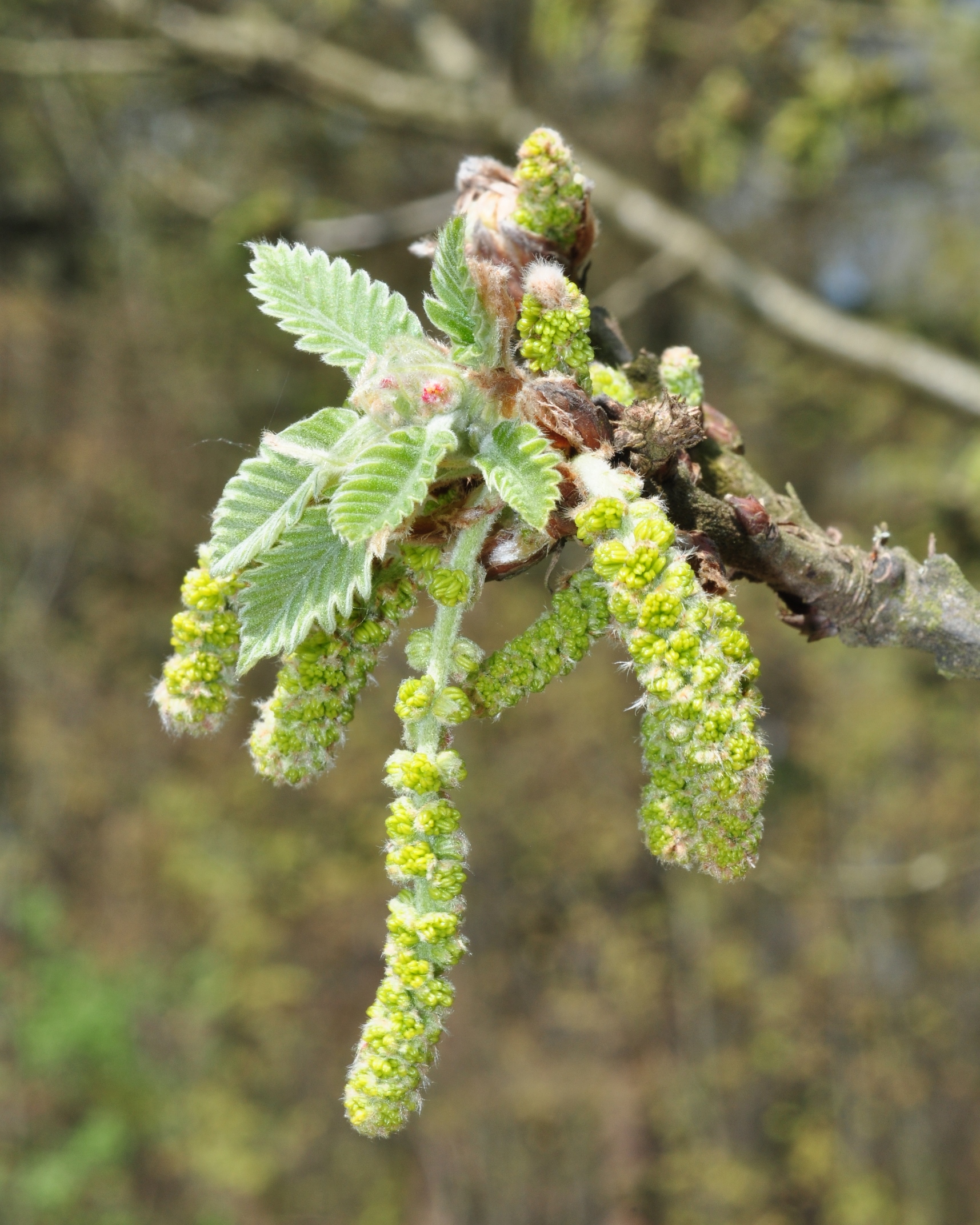Fagaceae Quercus macranthera