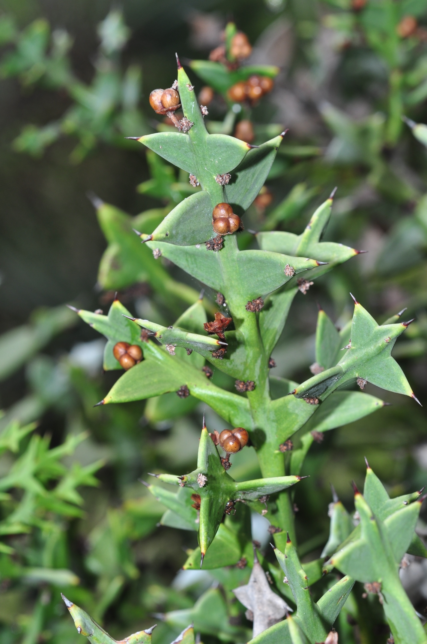 Rhamnaceae Colletia cruciata