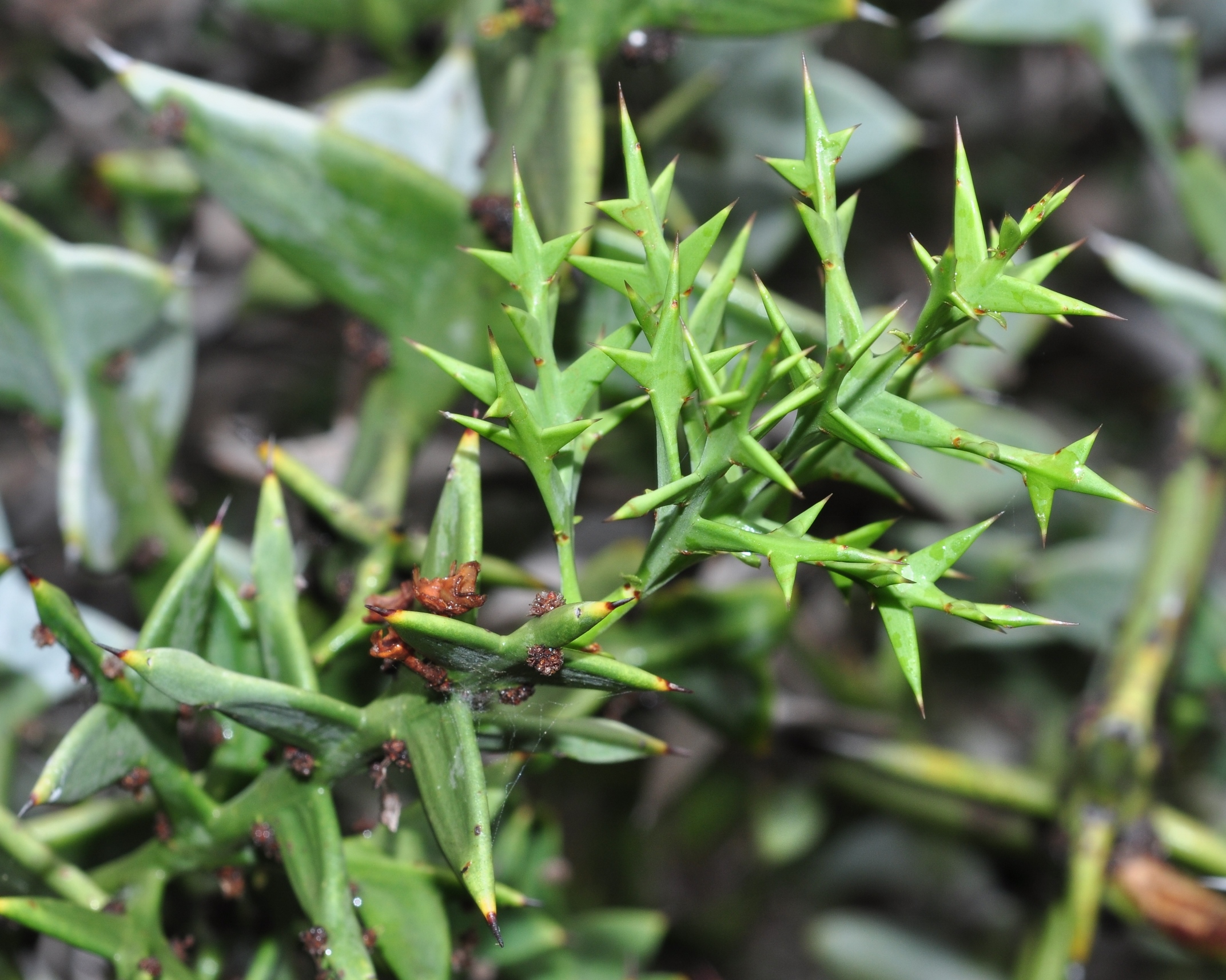 Rhamnaceae Colletia cruciata