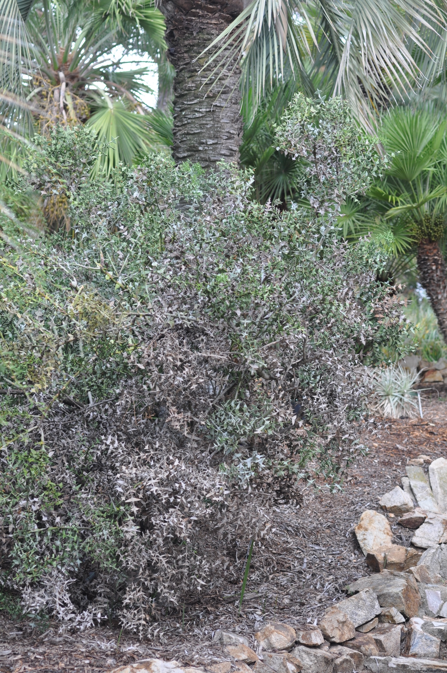 Rhamnaceae Colletia cruciata
