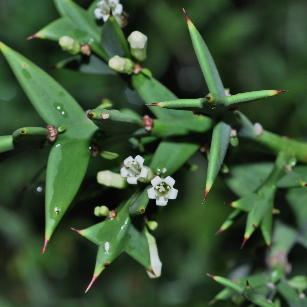 Rhamnaceae Colletia cruciata