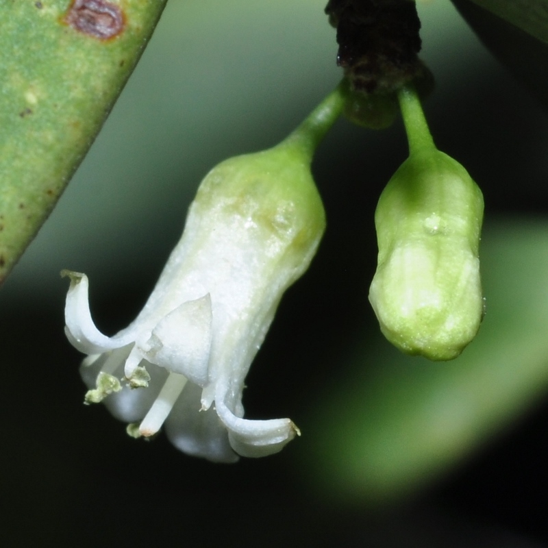 Rhamnaceae Colletia cruciata