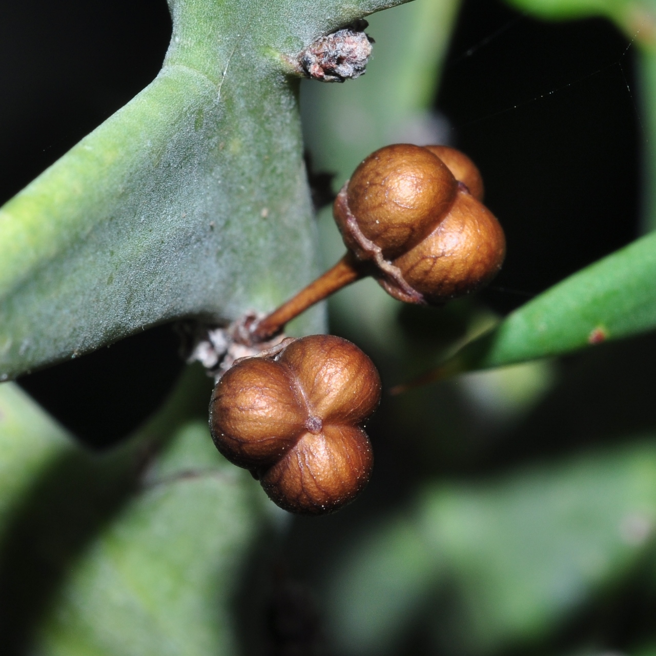 Rhamnaceae Colletia cruciata