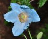 image of Meconopsis betonicifolia