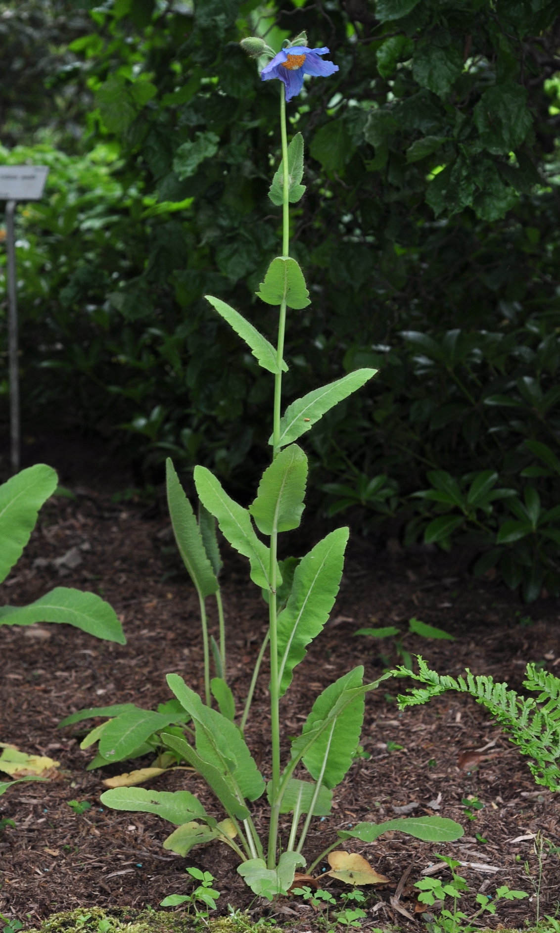 Papaveraceae Meconopsis betonicifolia