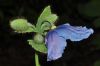 image of Meconopsis betonicifolia