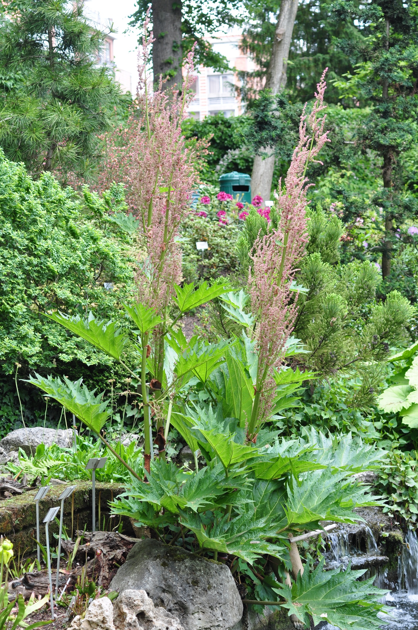 Polygonaceae Rheum palmatum