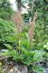 image of Rheum palmatum