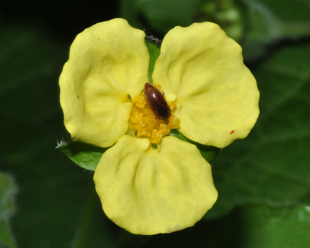 Aristolochiaceae Saruma henryi
