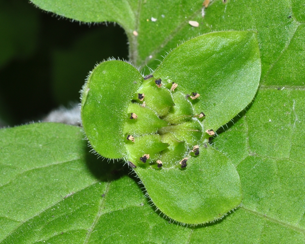 Aristolochiaceae Saruma henryi