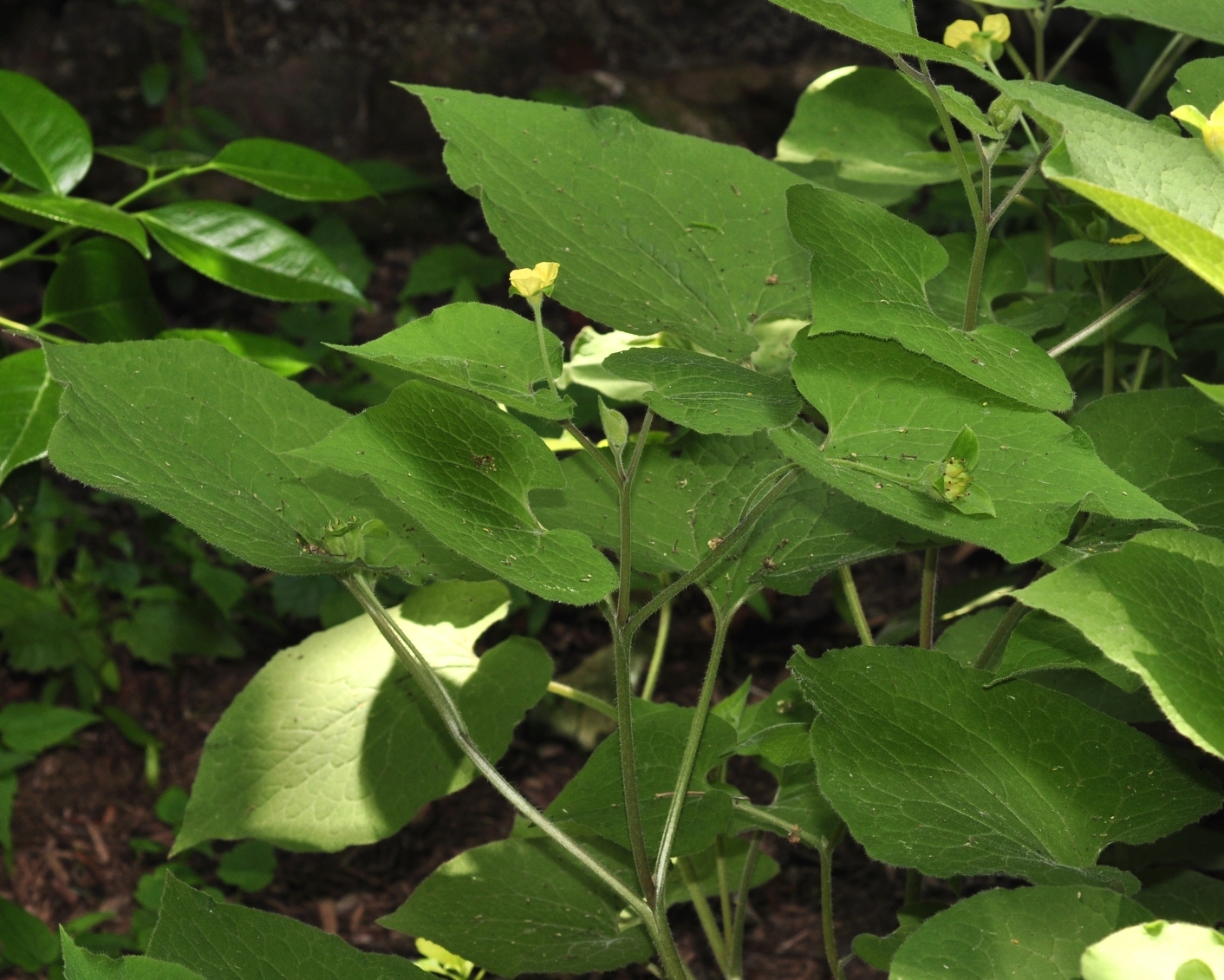 Aristolochiaceae Saruma henryi