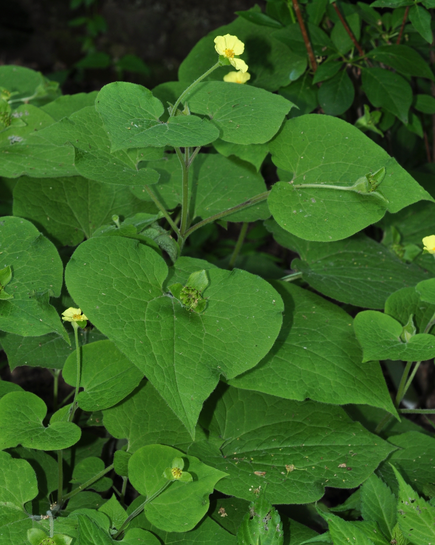 Aristolochiaceae Saruma henryi