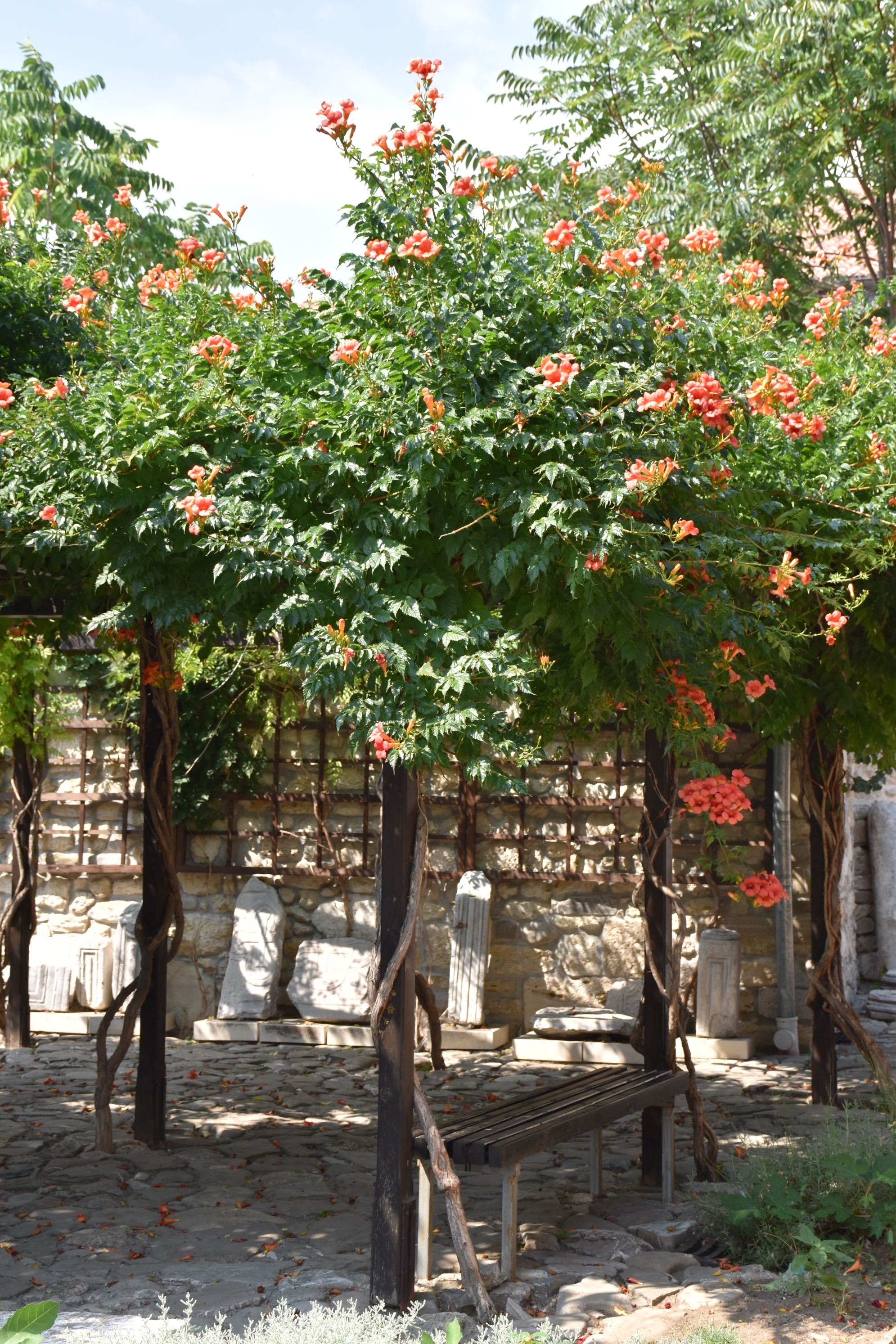 Bignoniaceae Campsis radicans