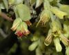 image of Corylopsis spicata