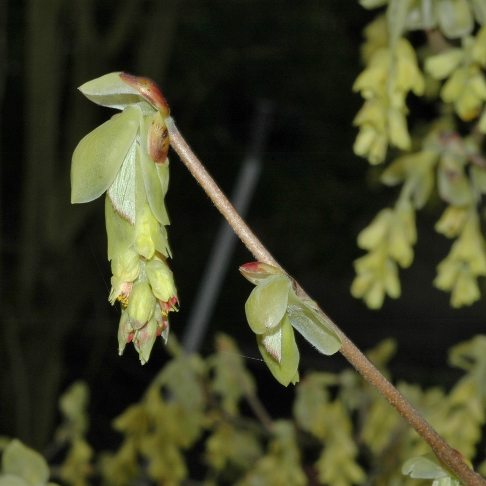 Hamamelidaceae Corylopsis spicata