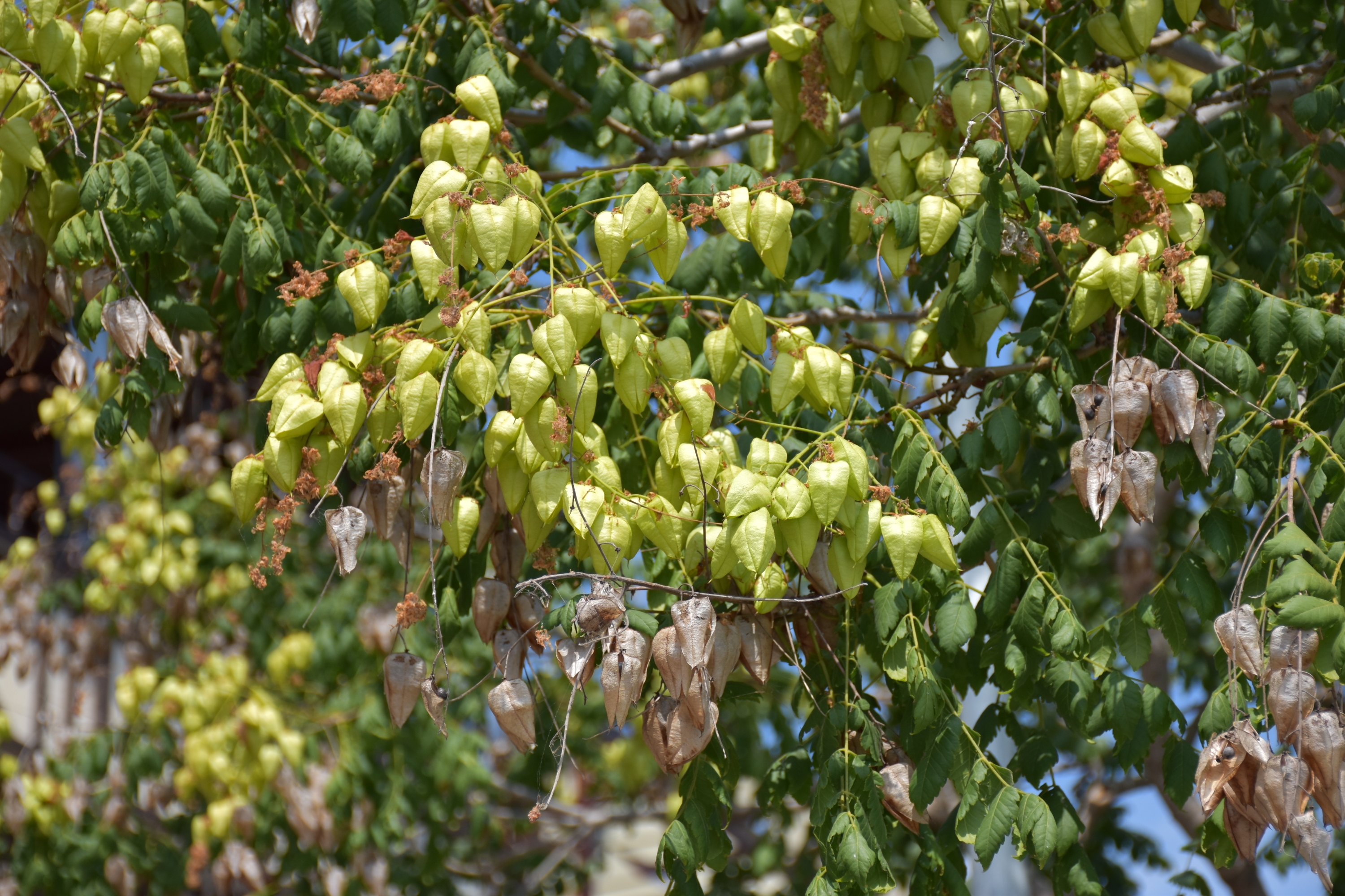 Sapindaceae Koelreuteria paniculata