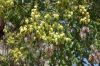 image of Koelreuteria paniculata