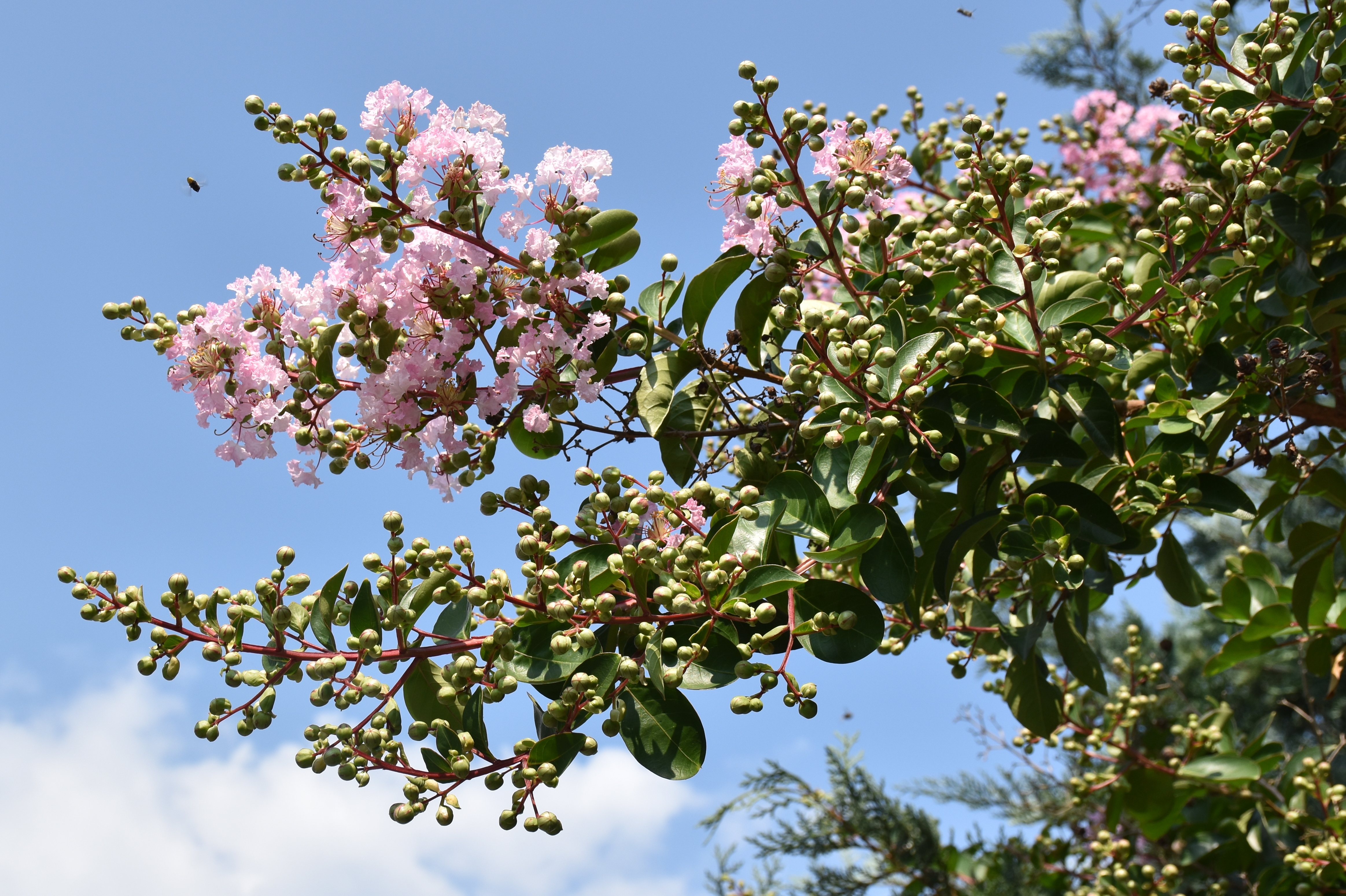 Lythraceae Lagerstroemia indica
