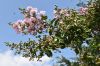 image of Lagerstroemia indica