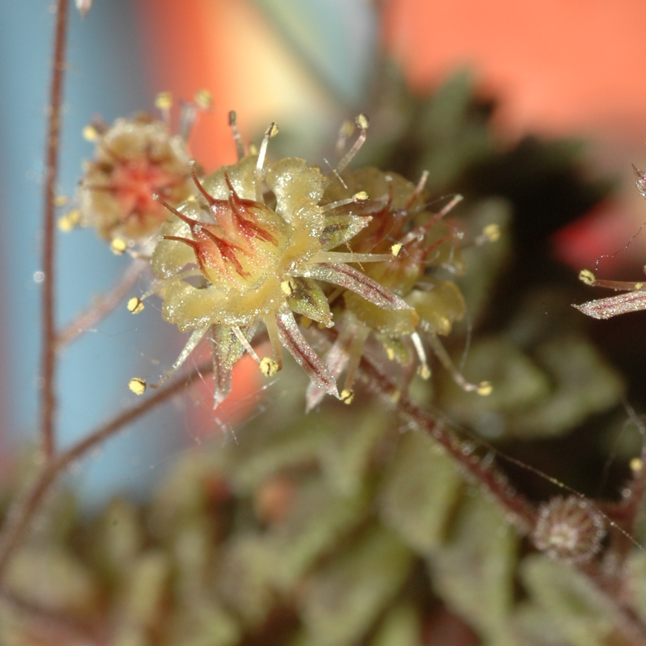 Crassulaceae Monanthes muralis