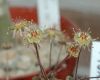 image of Monanthes muralis