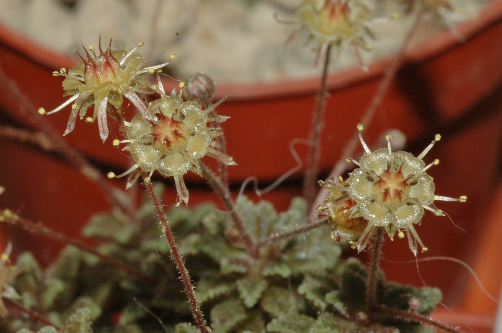 Crassulaceae Monanthes muralis