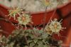 image of Monanthes muralis