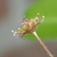image of Monanthes muralis